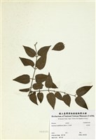 藏品(毛茉莉)的圖片